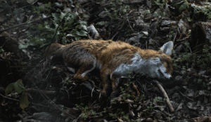 fox
