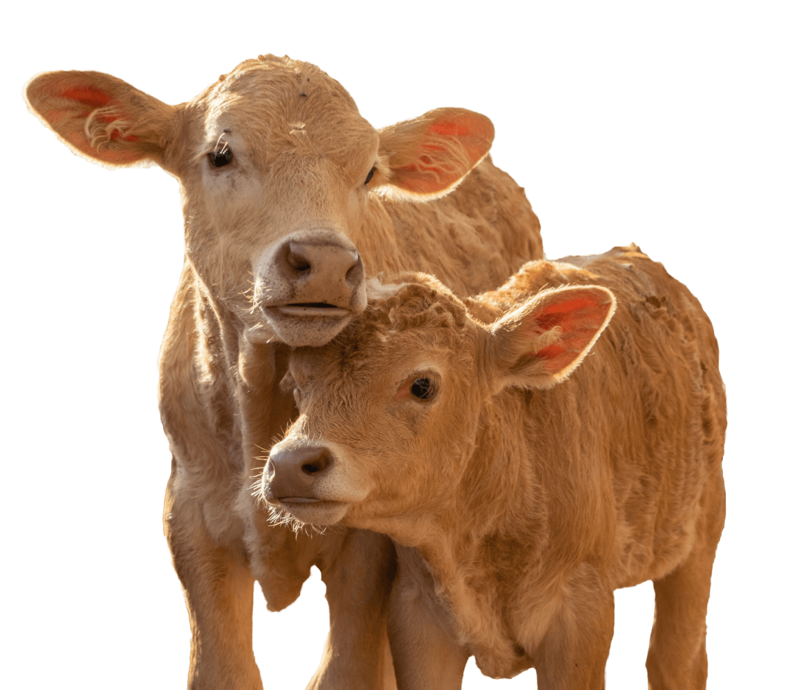 animals-image-2