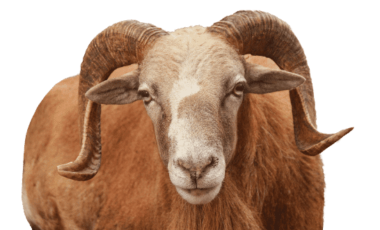 sheep-6703835 1 (1)-min
