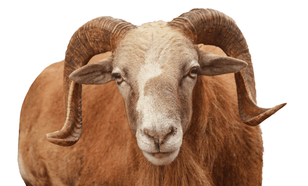 sheep-6703835 1-min