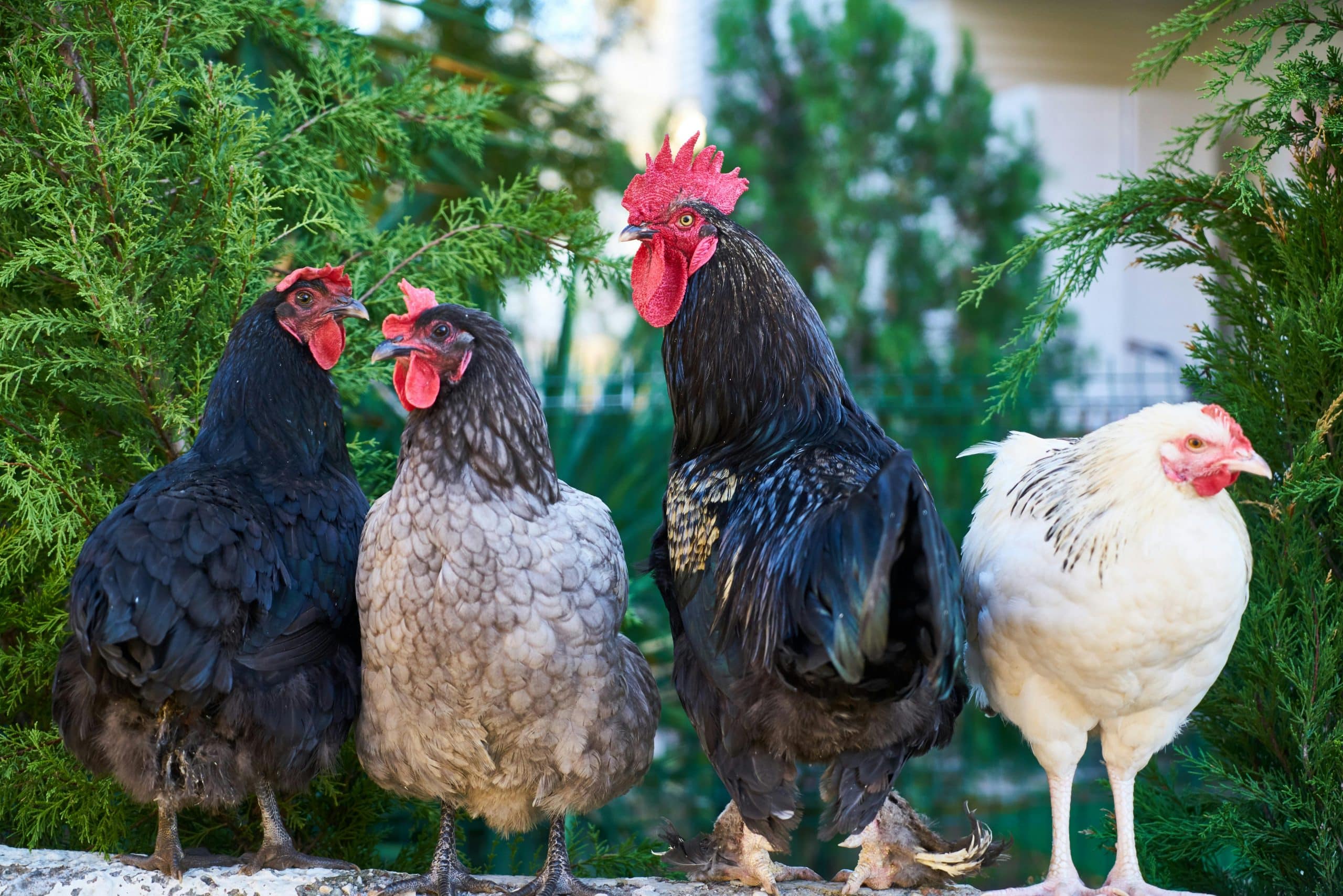 A useful guide to community building and for a career in campaigning to help animals