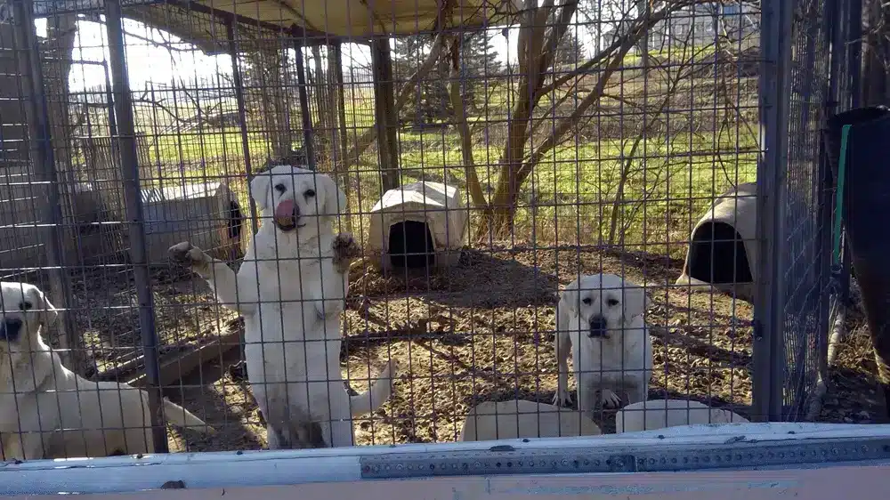 Taylor on puppy mills
